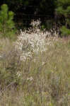 Southern jointweed